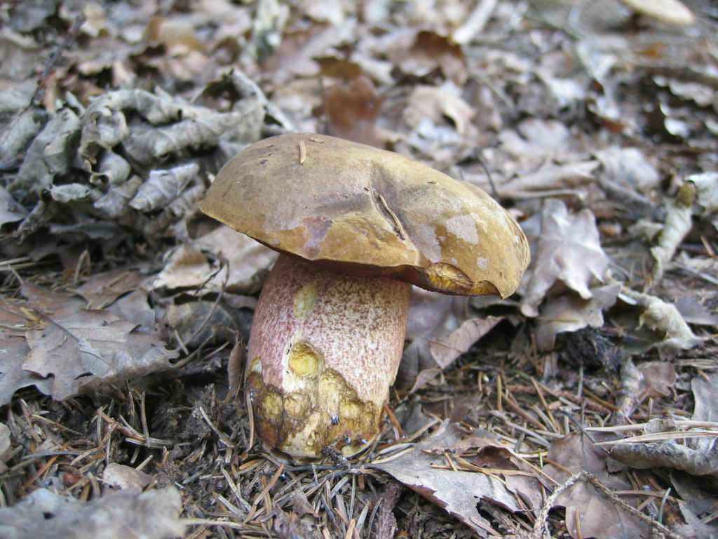 2005 :  Un anno di funghi